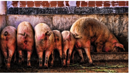 Ewa Idźkowska #TVRepublika#Nawrocki2025 tweet media