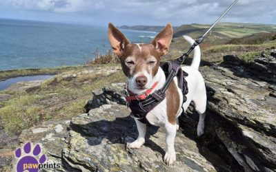 PDRescue's tweet photo. 🔸https://t.co/e1Tyg2OMt1
🔸https://t.co/yF92WH2coW
🔸https://t.co/EfucOVS7KB
🔸https://t.co/SfkZmWF3R4
#adoptdontshop #Warwickshire #rescue #dogstwitter #dogsofX #rescuedogs #SundayMorning #WeekendVibes #SundayBrunch #SundayMotivation https://t.co/V6GLFVjlrA