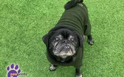 PDRescue's tweet photo. 🔸https://t.co/e1Tyg2OMt1
🔸https://t.co/yF92WH2coW
🔸https://t.co/EfucOVS7KB
🔸https://t.co/SfkZmWF3R4
#adoptdontshop #Warwickshire #rescue #dogstwitter #dogsofX #rescuedogs #SundayMorning #WeekendVibes #SundayBrunch #SundayMotivation https://t.co/V6GLFVjlrA