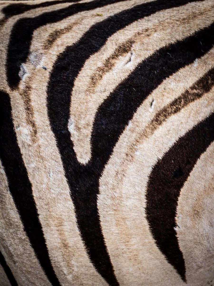 AkkshyeTulsyan's tweet image. Zoom in and zoom out!
The closer you look, the more it repeats.
The farther you go, the same patterns return.
Nature doesn’t create randomly; it evolves with rhythm.
Captured in Namibia! 
Credits: samekbatani 

#Namibia #Nature #Patterns