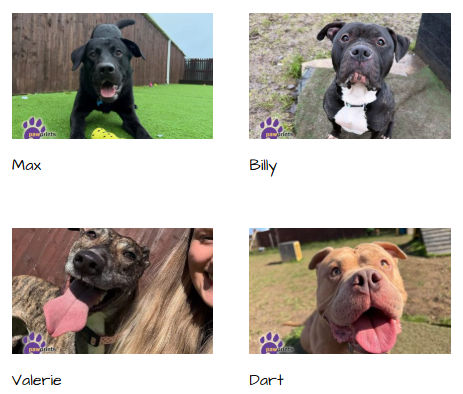 PDRescue's tweet photo. 🔸https://t.co/pGZKyfNUbm
🔸https://t.co/u1ZL1s2Ctu
🔸https://t.co/lNou6eT2J7
🔸https://t.co/IrSlt30ceo
#adoptdontshop #Warwickshire #rescue #dogstwitter #dogsofX #rescuedogs #SundayMorning #WeekendVibes #SundayBrunch #SundayMotivation https://t.co/uiqrUUlneV