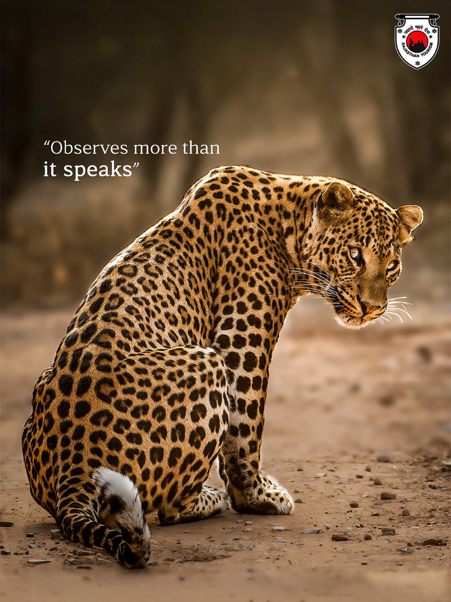 my_rajasthan's tweet image. Silence isn’t weakness. It’s strategy.
Lead like the Leopard—observe more, act smarter.

Tag the one who leads without noise.

📸: @chinmayasaxena.wildlife 

@tourismgoi  @incredibleindia 
#Leopard #WildlifeMeetsCorporate #Vandemataram150 #Jhalana

(1/2)