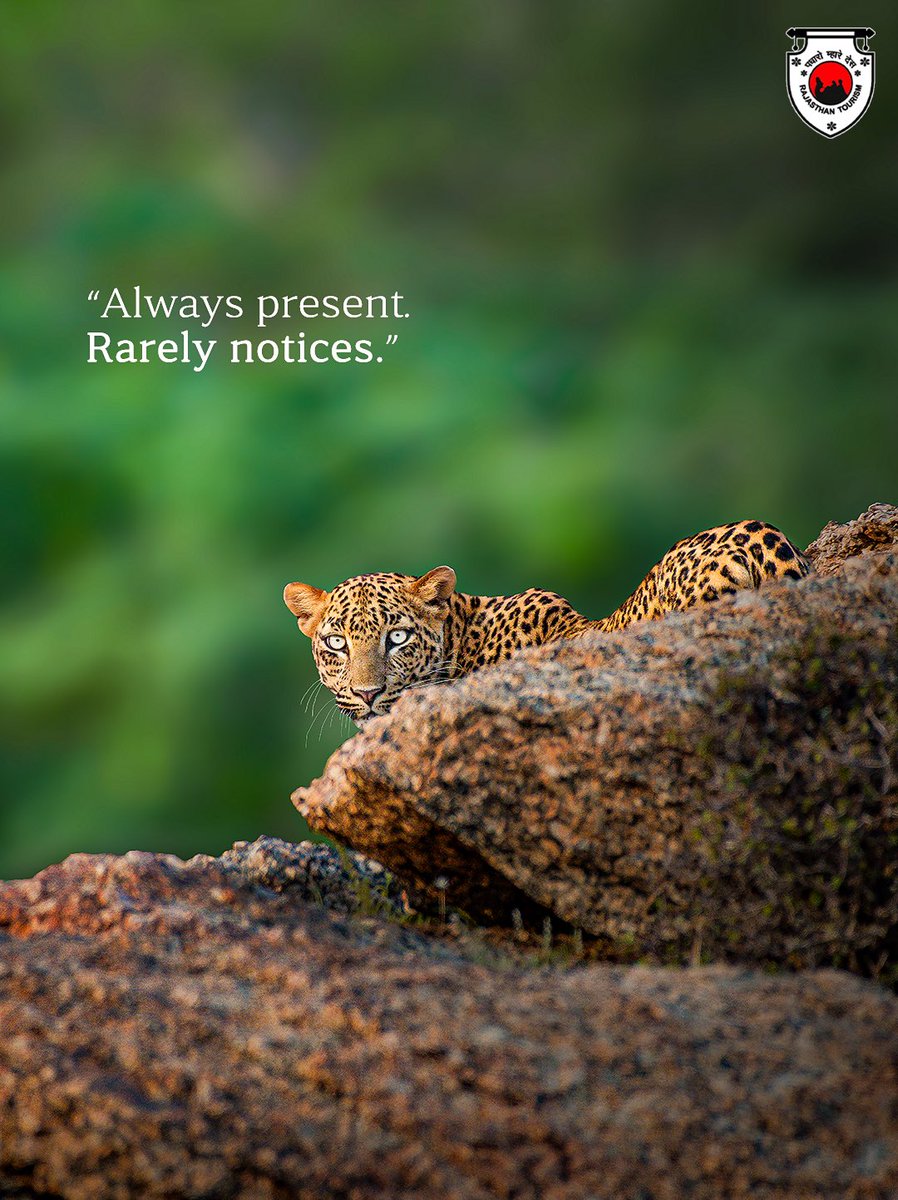 my_rajasthan's tweet image. Silence isn’t weakness. It’s strategy.
Lead like the Leopard—observe more, act smarter.

Tag the one who leads without noise.

📸: @chinmayasaxena.wildlife 

@tourismgoi  @incredibleindia 
#Leopard #WildlifeMeetsCorporate #Vandemataram150 #Jhalana

(1/2)