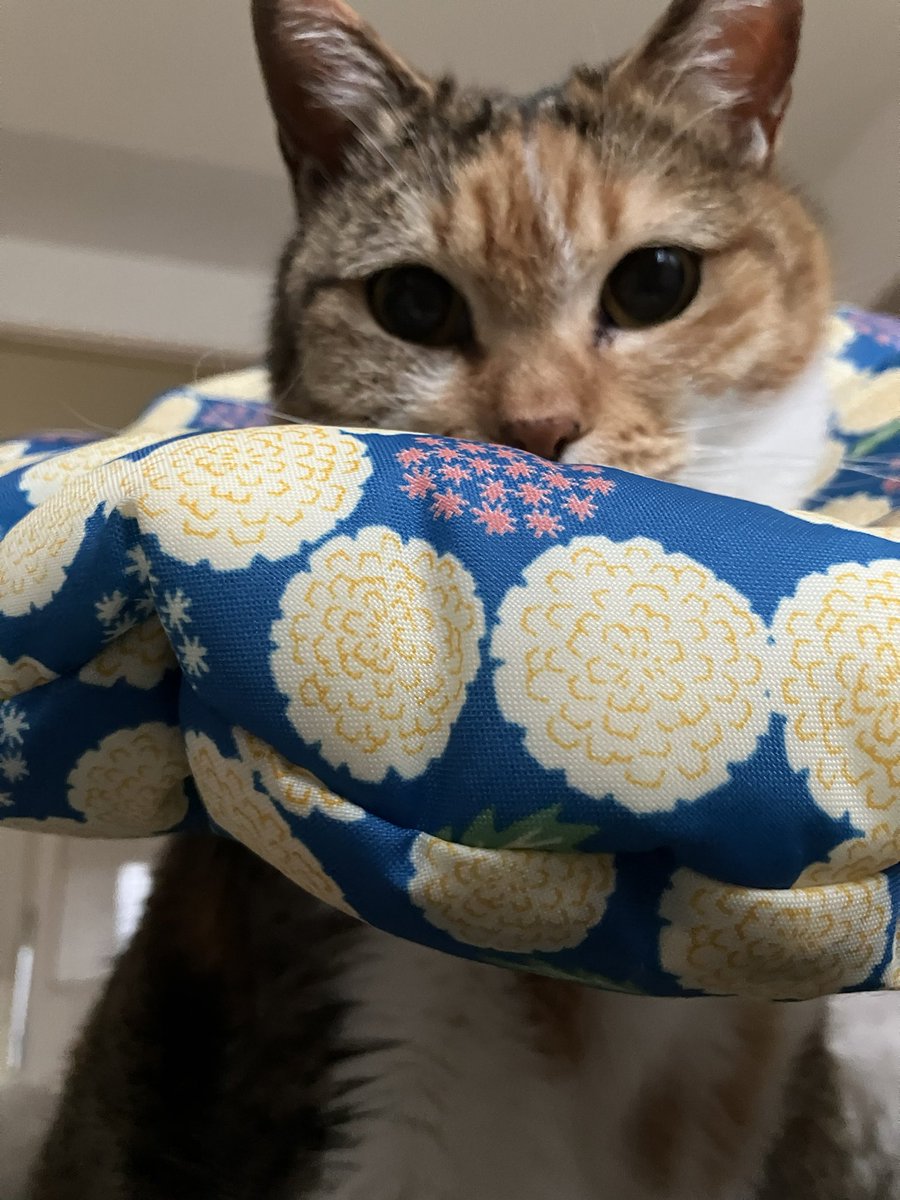まりん🍋 tweet media