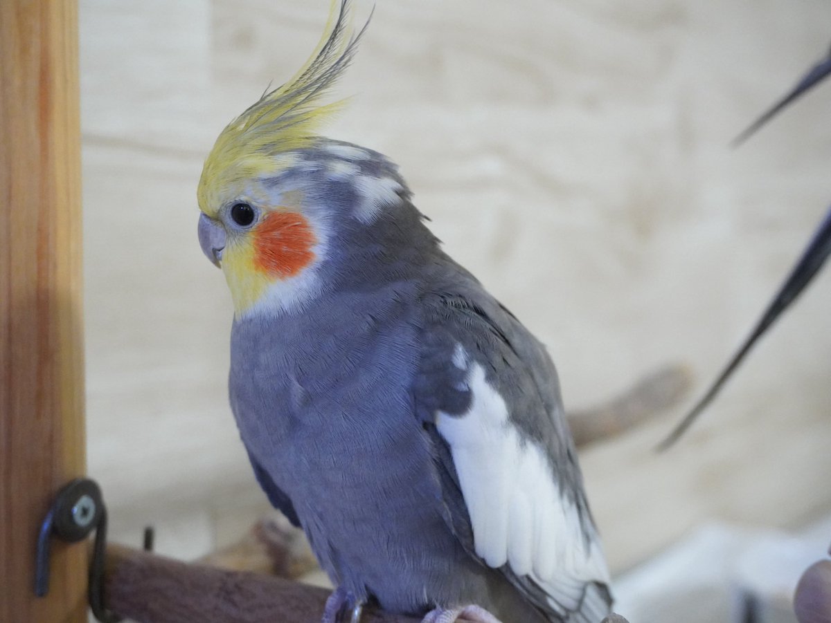 迷子のオカメインコを探しています tweet media