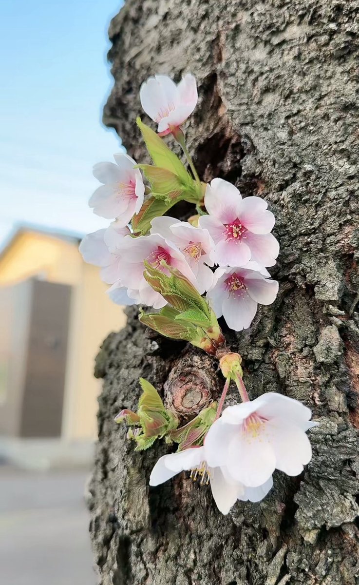 しーさん🐾 tweet media