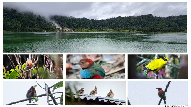 charlesroring's tweet photo. Sightseeing and birdwatching Tour in Minahasa Highland https://t.co/9Su4cEpr8g https://t.co/idWkzodU4V