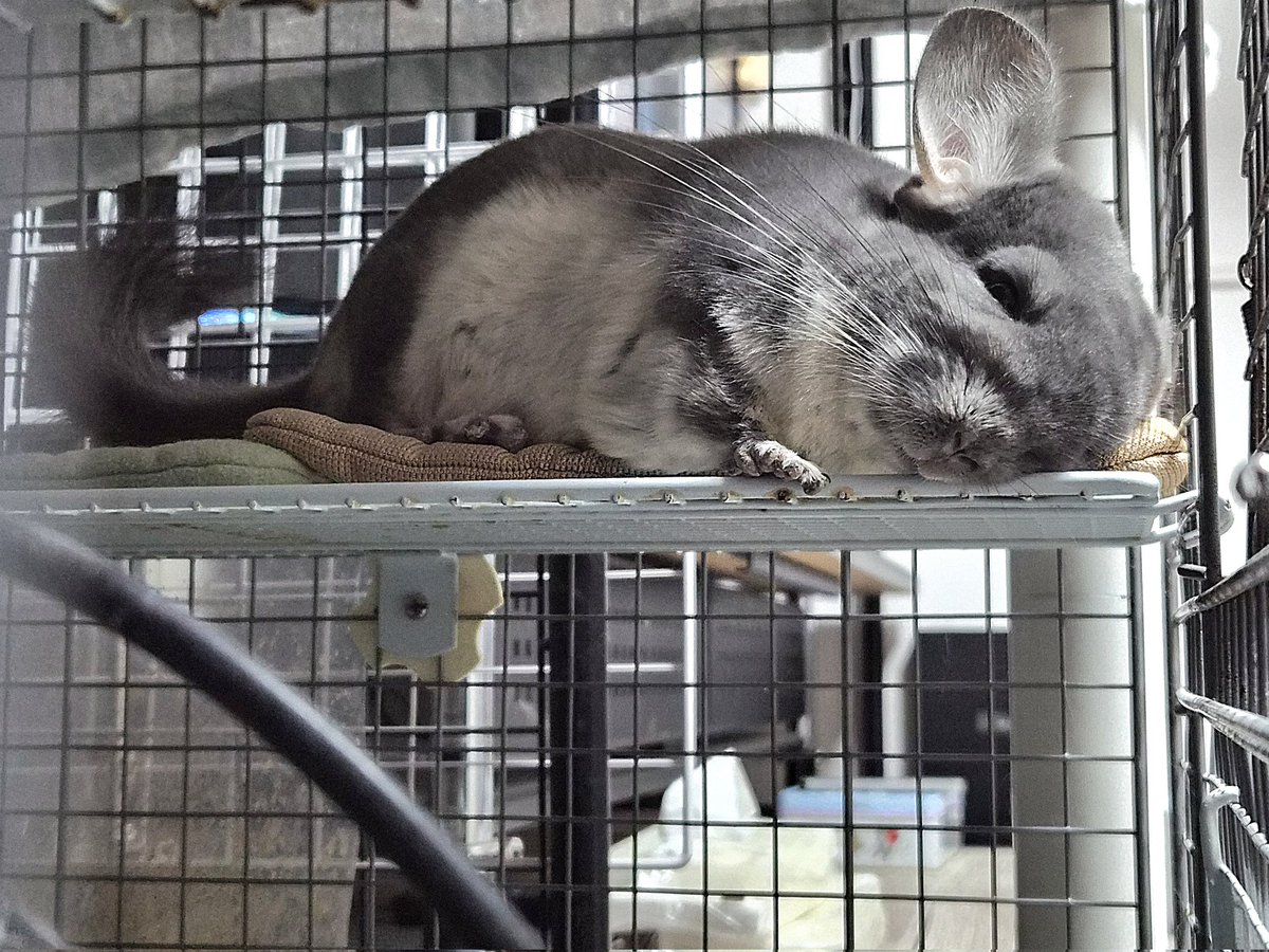 もぷる tweet media