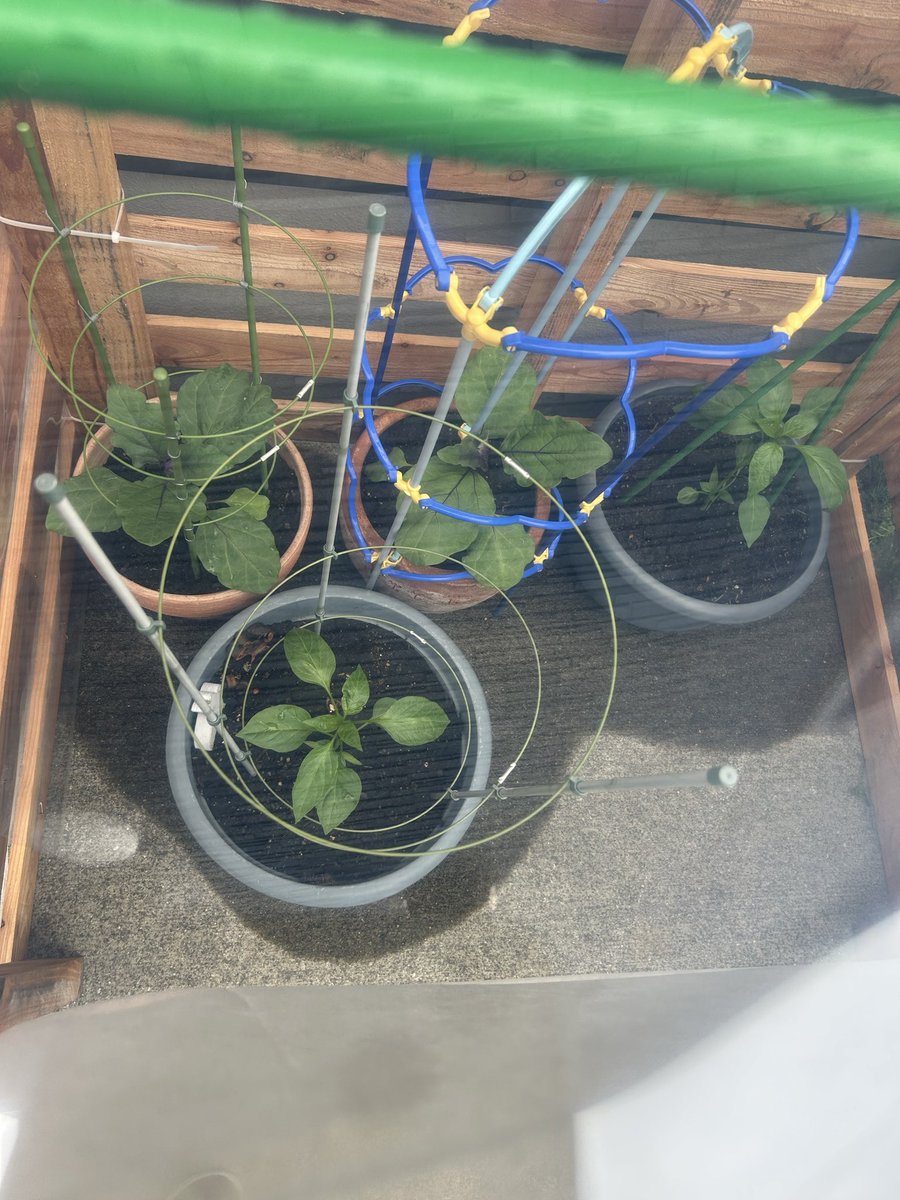 ぺい（コツコツとんこつ） tweet media