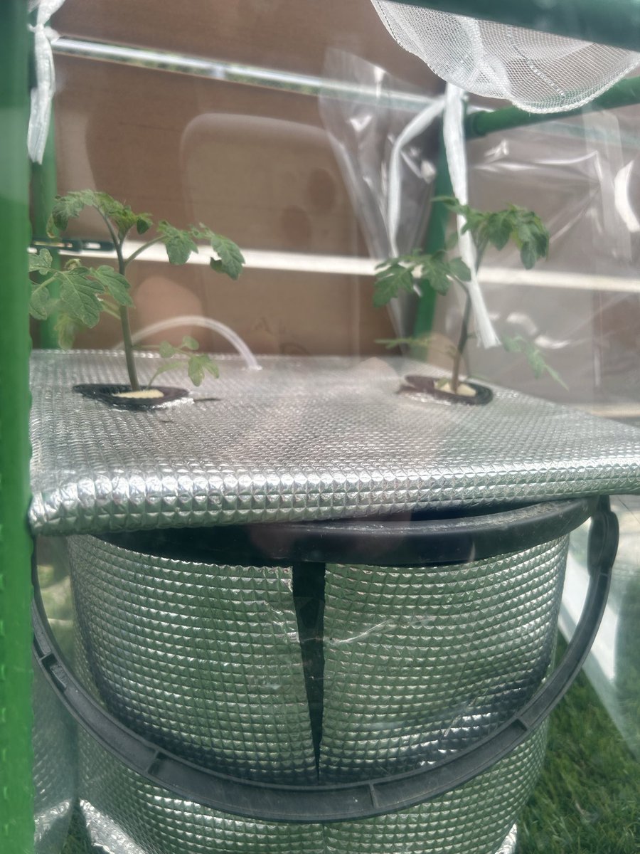 ぺい（コツコツとんこつ） tweet media