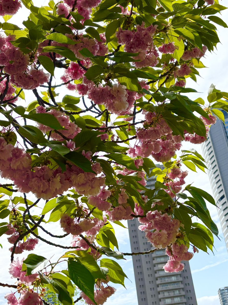 お疲れ様でした✨🍊

曇り☁️空でした

　昨日　桜まつりあった場所に咲いてた八重桜　少ししかありませんでした💦

　　　皆様　💓夜を✨🍵🍶🍷