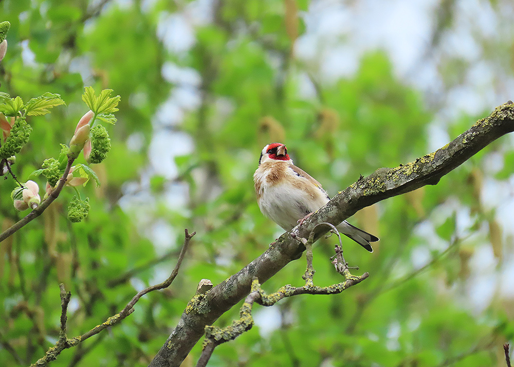 boerinhendrika's tweet image. Er komt steeds meer blad aan de bomen, dat maakt het spotten van #erfvogels lastiger.

#putter #broedvogel
#boerennatuur💚
#gangbare_landbouw🍀