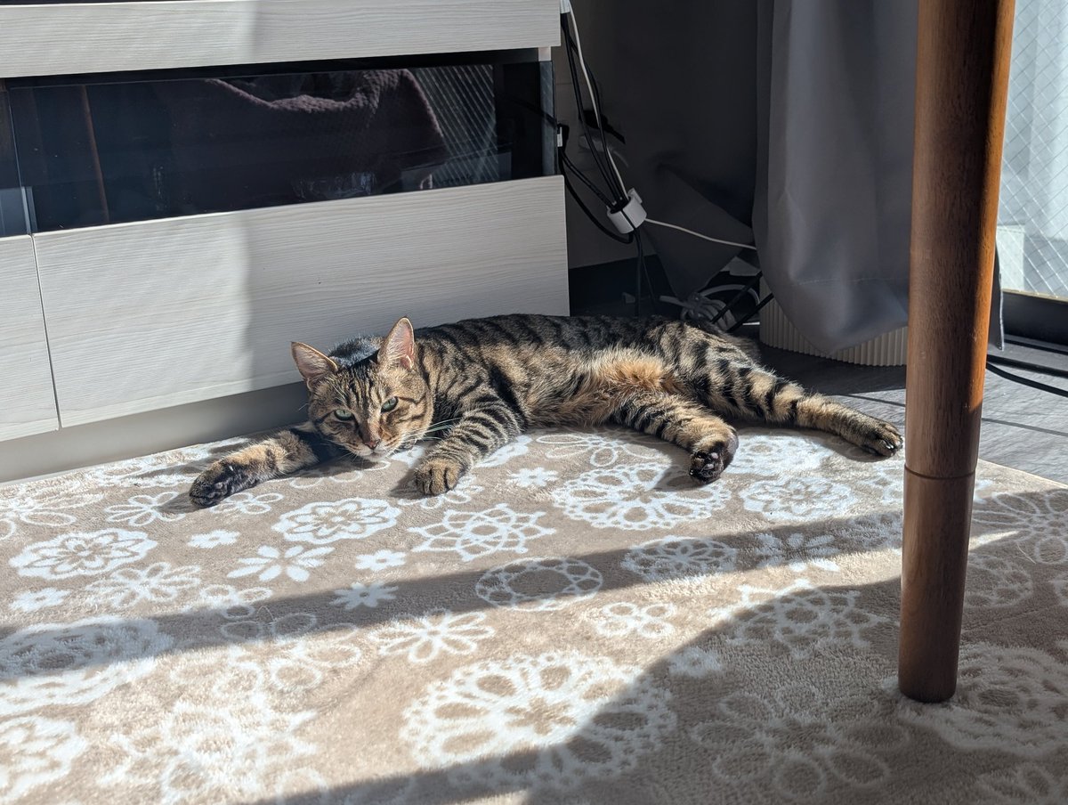 猫がいる暮らし