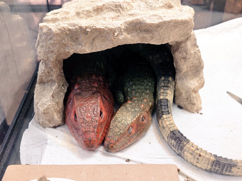 なかよく　ねんね　🦎💖🦎

幅90ケージにシェルター２つあっても、入り切らなくたって、一緒がいいの！

#カイマントカゲ