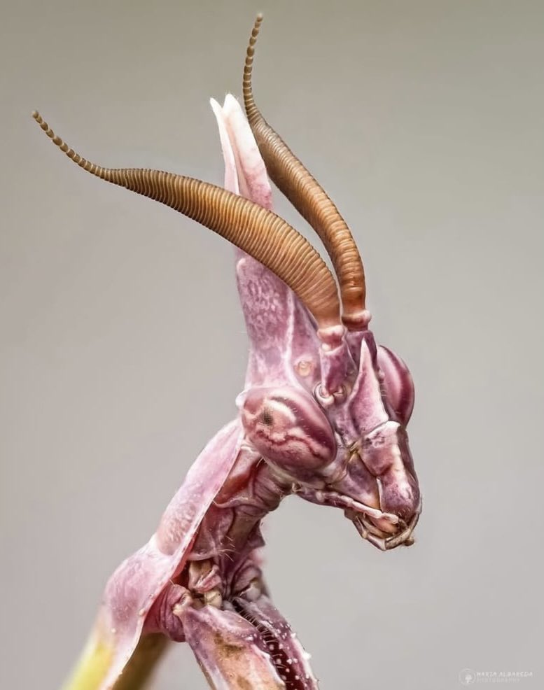 гошиногетто tweet media