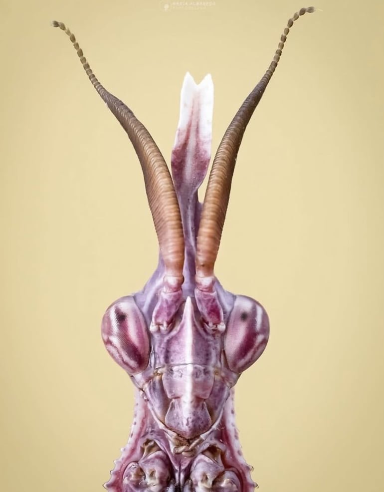 гошиногетто tweet media