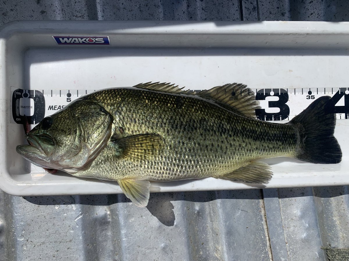 岡田 健一🇯🇵 tweet media