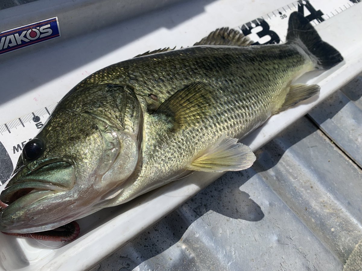 岡田 健一🇯🇵 tweet media