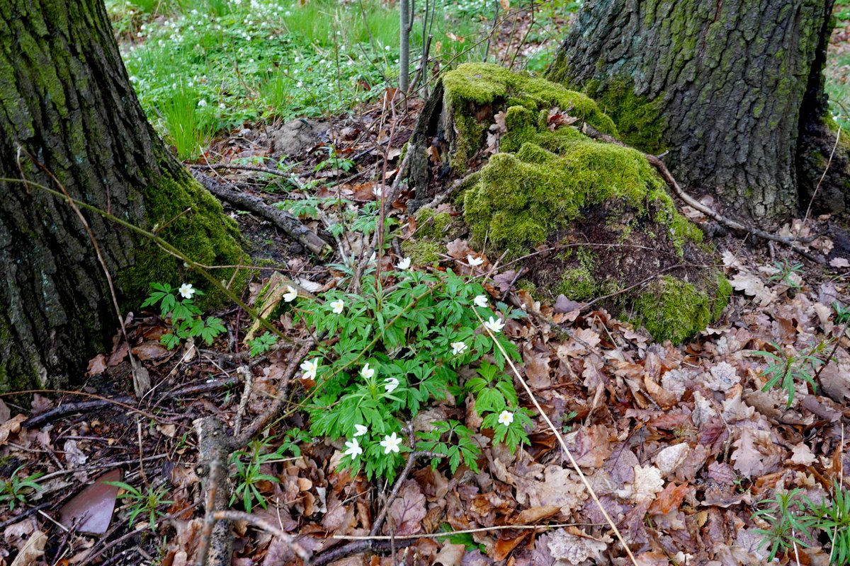 Heute Morgen im Bahretal im Osterzgebirge. Herrlichster Frühling.