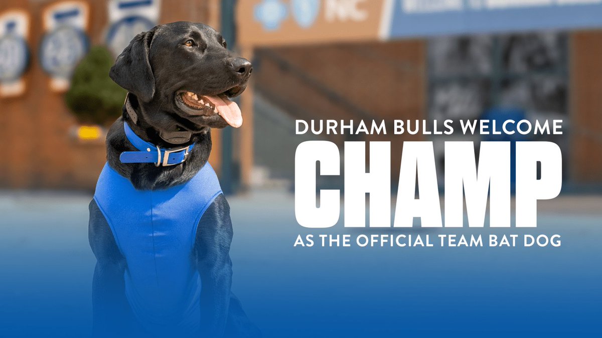 executiveyukawa's tweet image. RAYS参加の  @DurhamBulls はRAYSより圧倒的に人気なの凄い。
人気を牽引してる二代目バット係のChampがとにかく可愛い。

 #MLB  #DurhamBulls  #champ  #MinorLeague