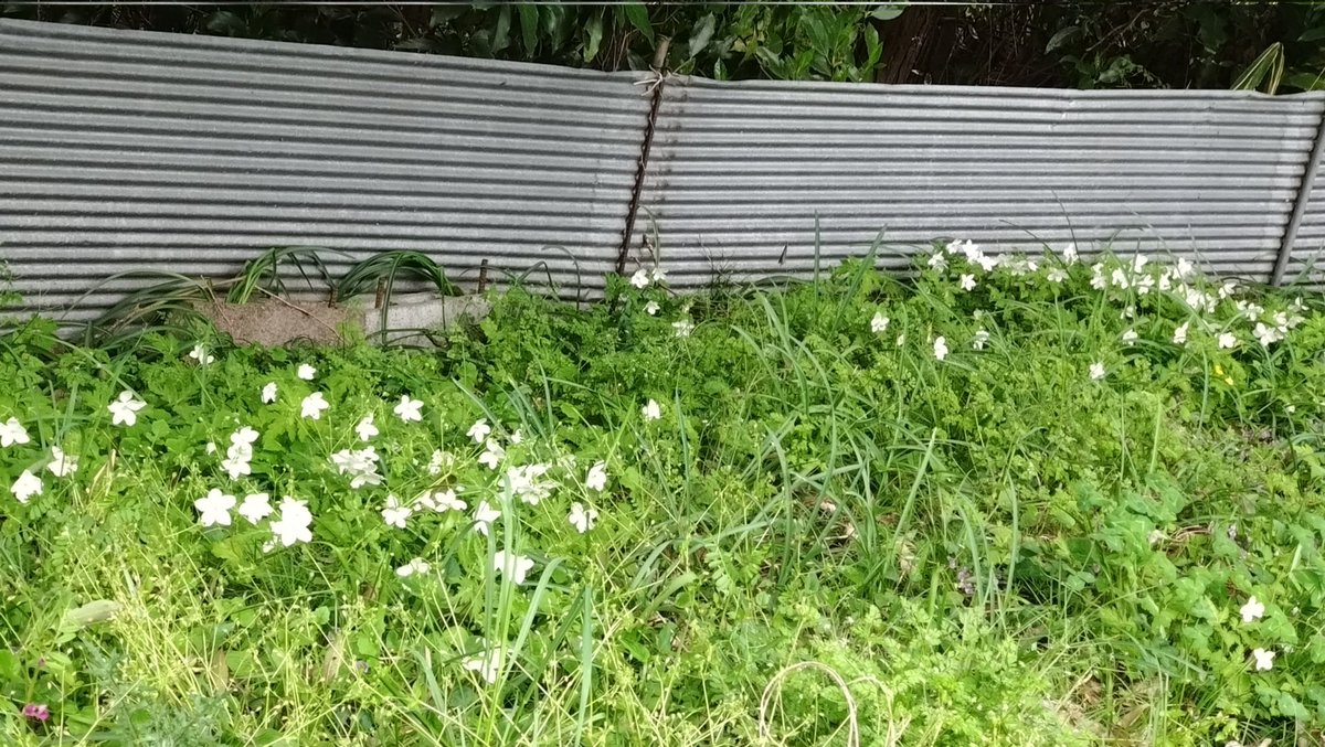 ８人のばぁば tweet media