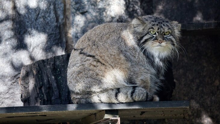 Девил Залго tweet media