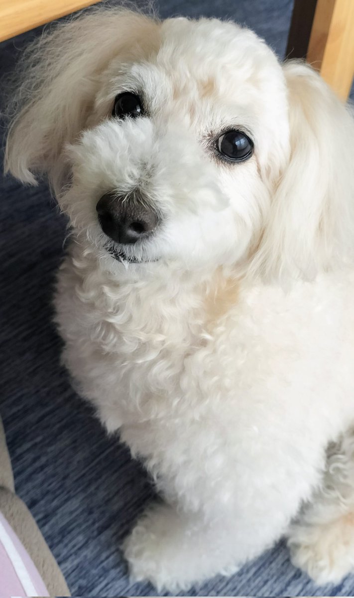 みりのみり歩🐾ᵕ̈ tweet media