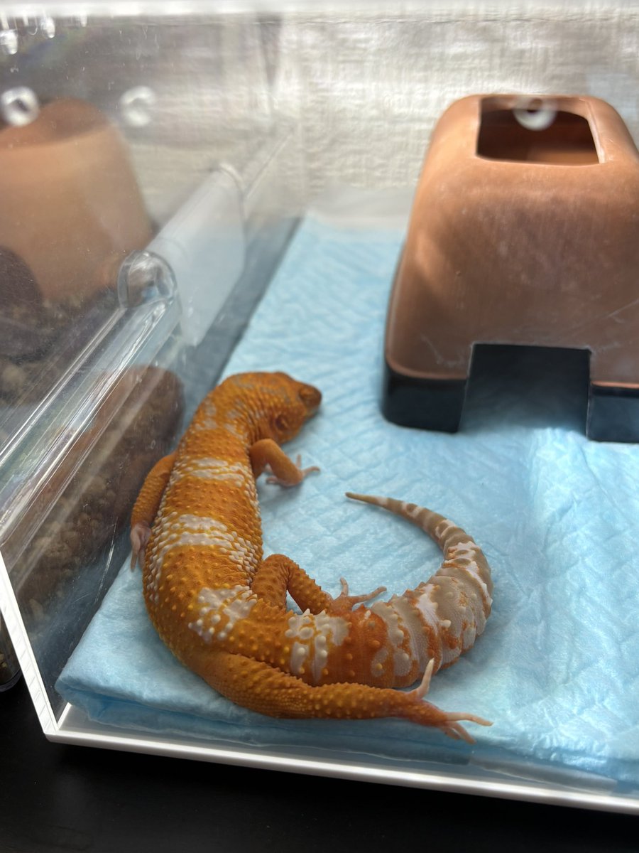 そられぷ tweet media