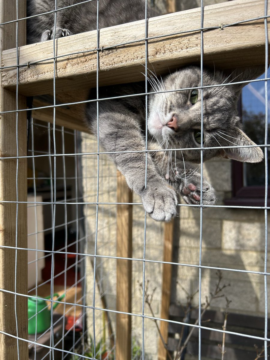 MrsOblivious's tweet photo. The Cooler King! #CatioLife #TheCatPack #DinoJoeyMuzz #CatsOfX #CatsOfTwitter https://t.co/RA0lZ1970G