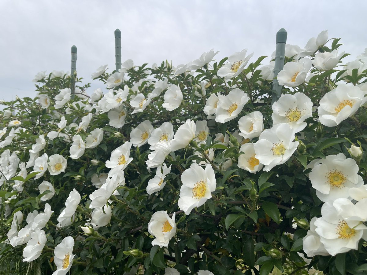 みぃちゃん tweet media