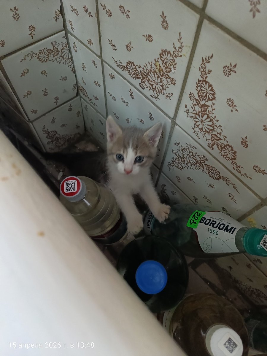 jupiter_999's tweet photo. Уже  бегает по всем местам. По всем. Местам. 🙄 https://t.co/mtCC86Nb9e