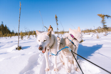 marillion13's tweet image. Adobe screenshot # 1:
Okay, these are 2 dogs drawing a sled, probably the owner does this to keep them busy, but the #IDITAROD dog sled race is cruel, dogs´re forced to run for days there, some´re injured, some even die, that´s definitely not okay for me.
🐶🐶🐶💖💖💖
@PETAUK