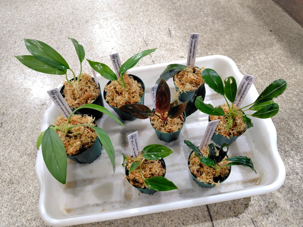 AQUA FORTUNE tweet media