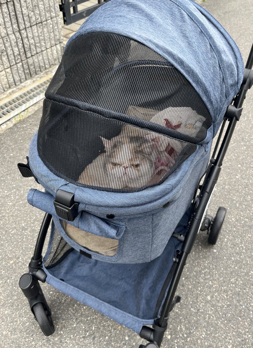 三毛猫ルーシー tweet media