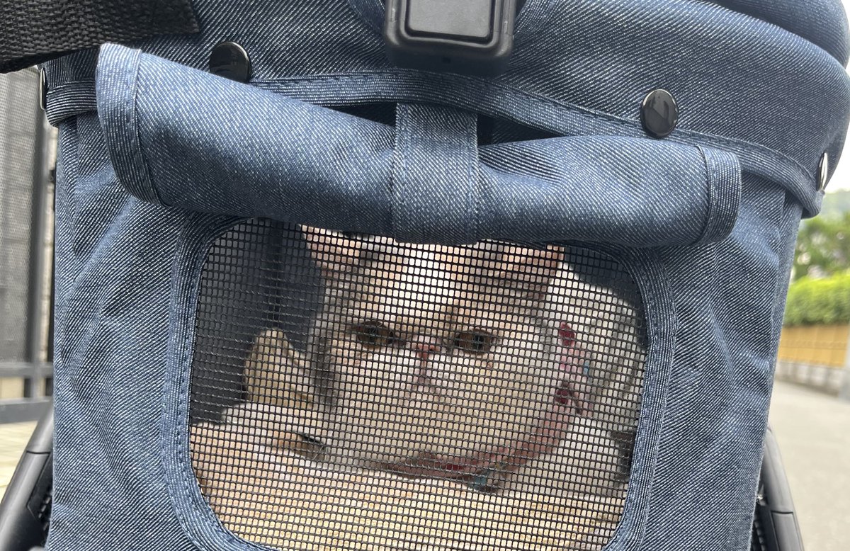 三毛猫ルーシー tweet media