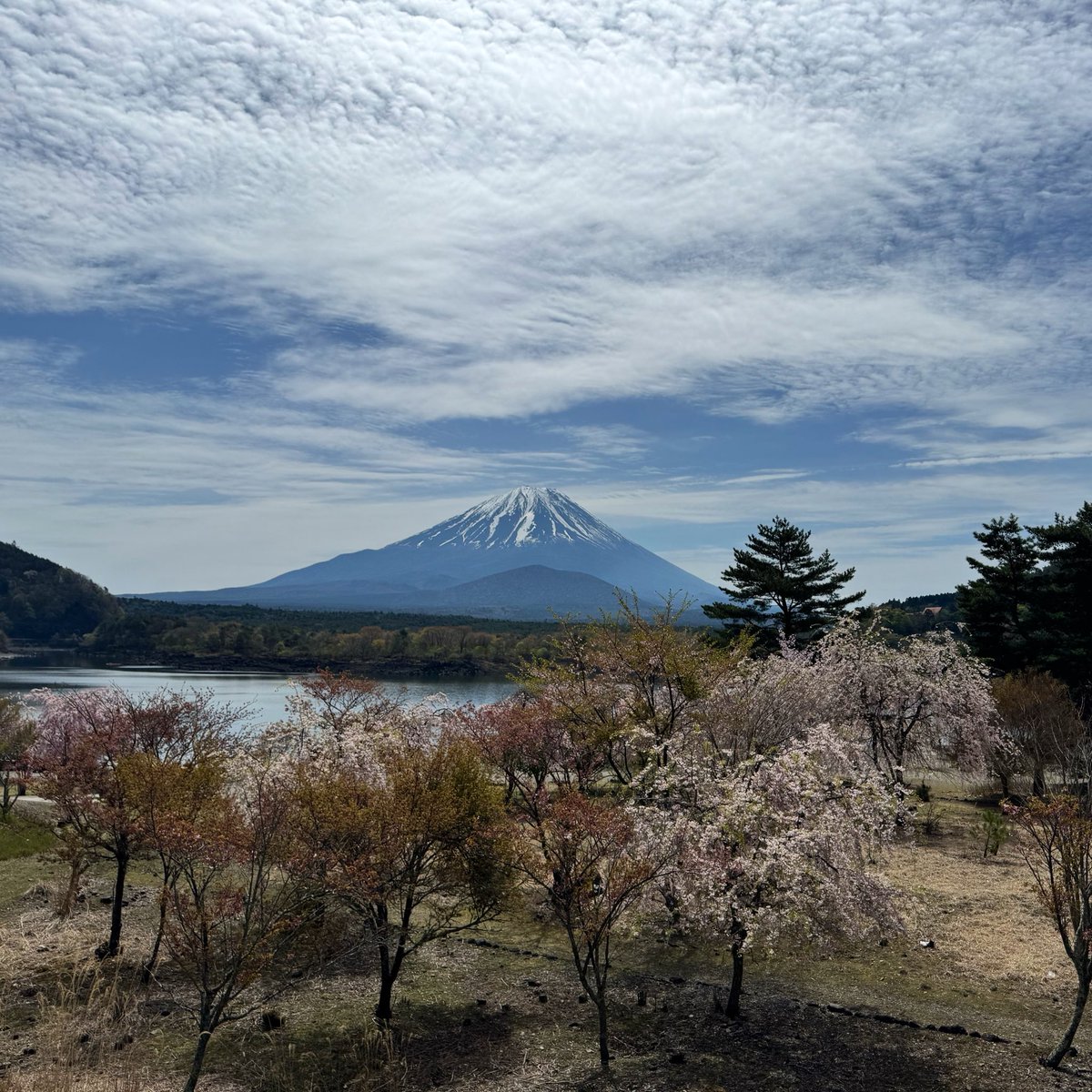 sakeholicrunner's tweet photo. #チャレンジ富士五湖ウルトラマラソン 120km🏃‍♂️

昨年大撃沈のリベンジ達成！
念願の12時間切り、スパルタスロン出場権利をゲット！
富士山の眺めも堪能できました😄

スタッフ、ボラ、応援の方々、どうもありがとうございました！

#サブキャス 
#トマンナヨ 
#ナイ酒ラン https://t.co/IrCdZEJYnA