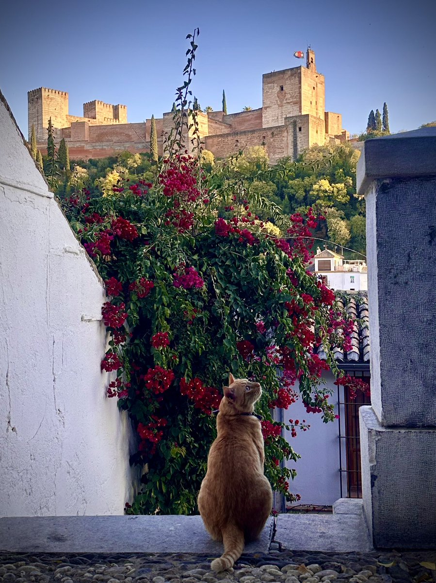 ۞ Óscar Rosales ۞ tweet media