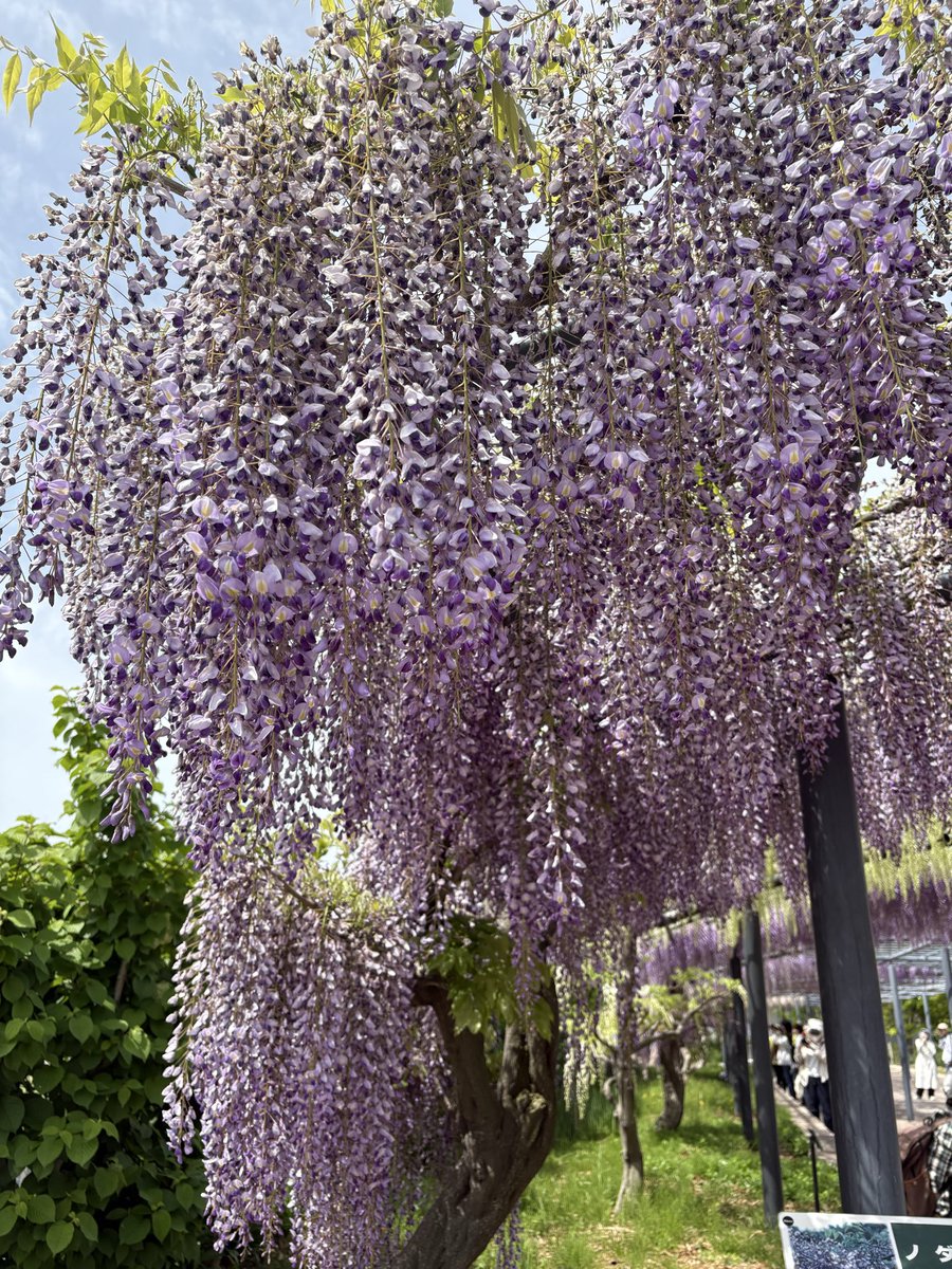 ビリー tweet media