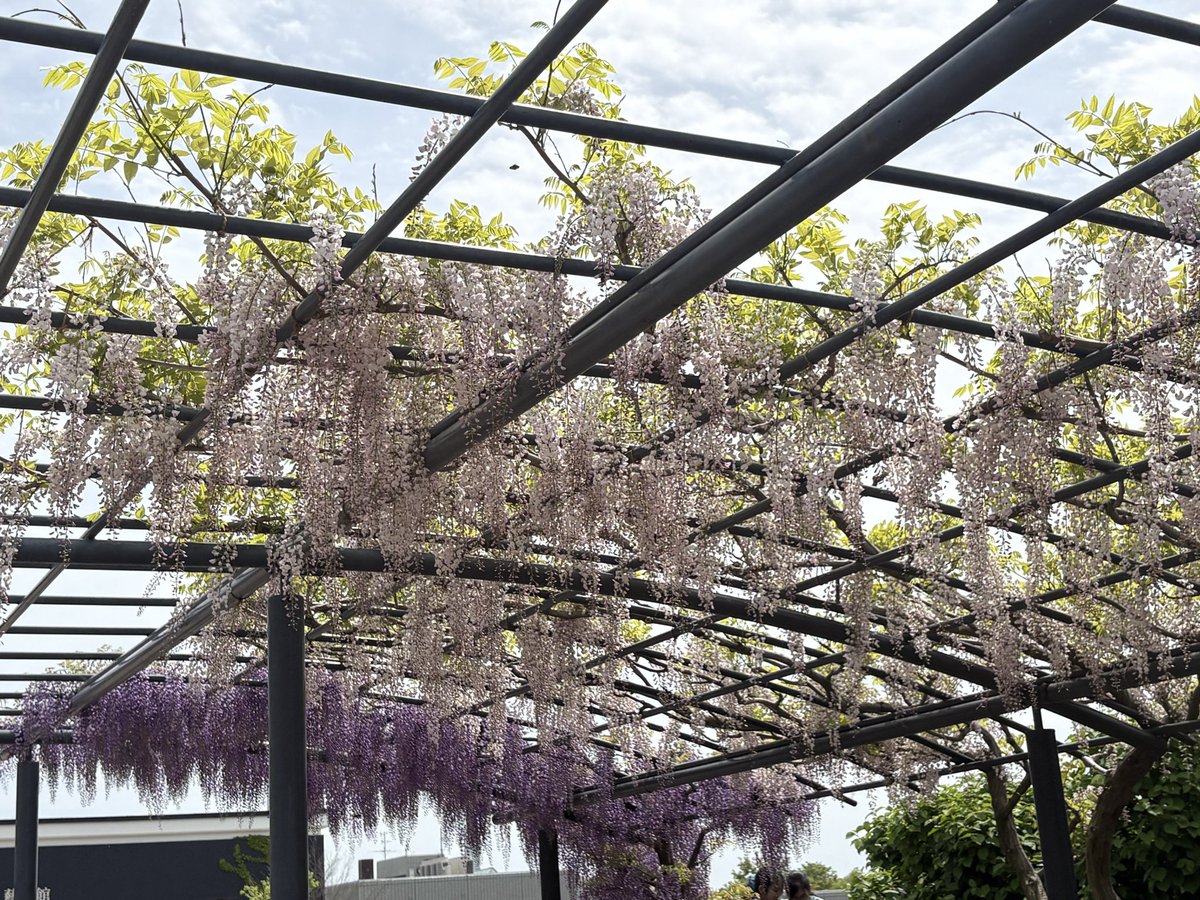 ビリー tweet media