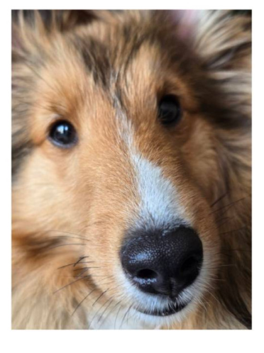 シェルティ・レスキュー公式 Sheltie Rescue JPN Official tweet media