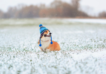 marillion13's tweet image. Adobe screenshot # 1:
Okay, these are 2 dogs drawing a sled, probably the owner does this to keep them busy, but the #IDITAROD dog sled race is cruel, dogs´re forced to run for days there, some´re injured, some even die, that´s definitely not okay for me.
🐶🐶🐶💖💖💖
@PETAUK
