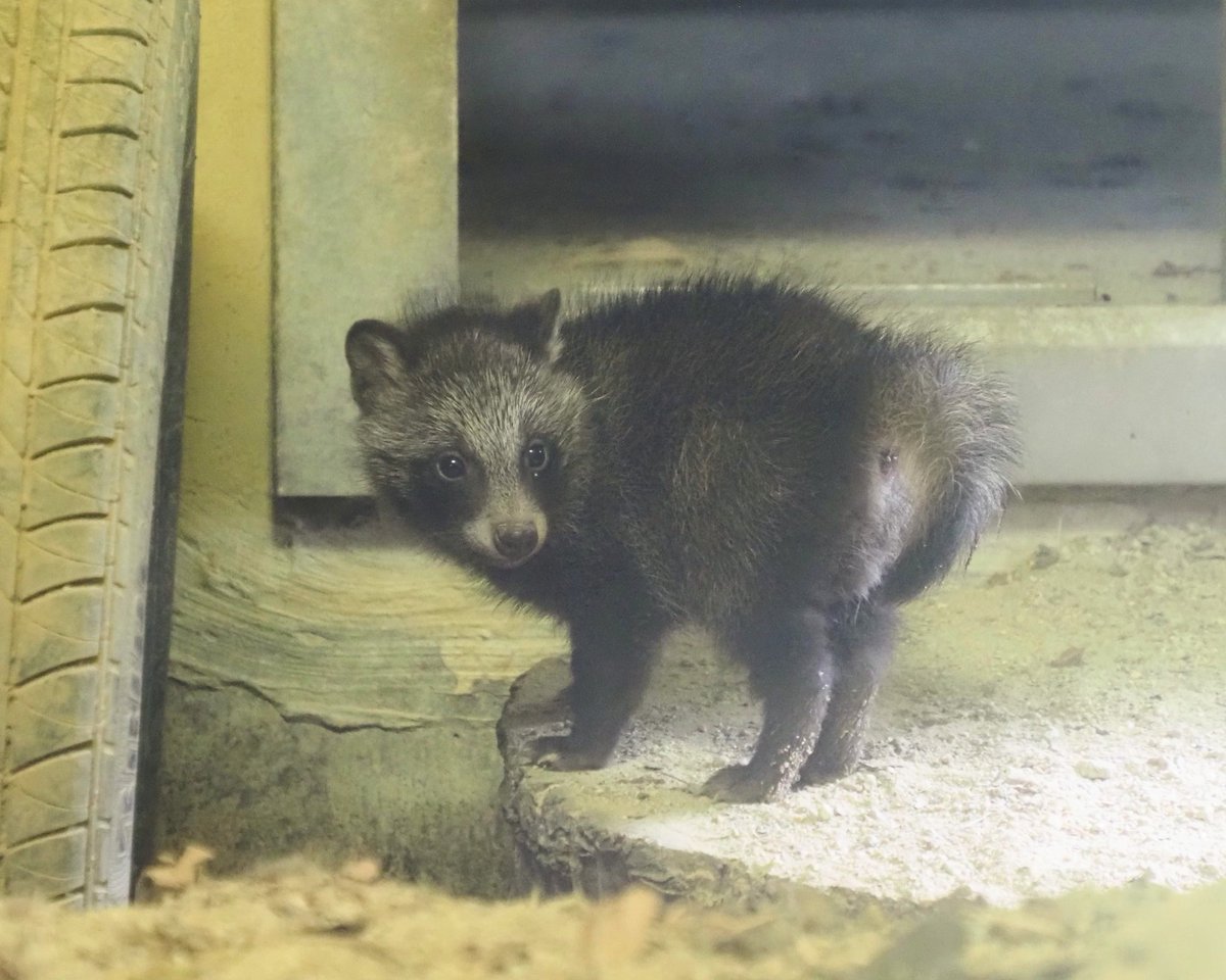 やまこじ tweet media