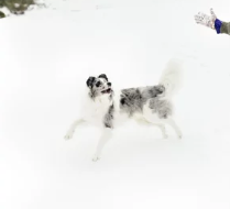 marillion13's tweet image. Adobe screenshot # 1:
Okay, these are 2 dogs drawing a sled, probably the owner does this to keep them busy, but the #IDITAROD dog sled race is cruel, dogs´re forced to run for days there, some´re injured, some even die, that´s definitely not okay for me.
🐶🐶🐶💖💖💖
@PETAUK