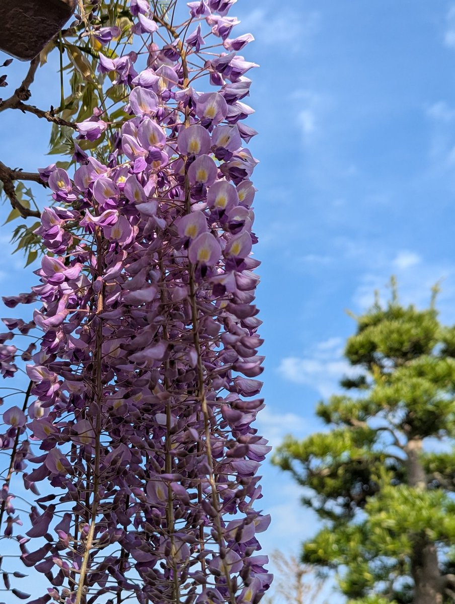 なるしま行政書士事務所 tweet media