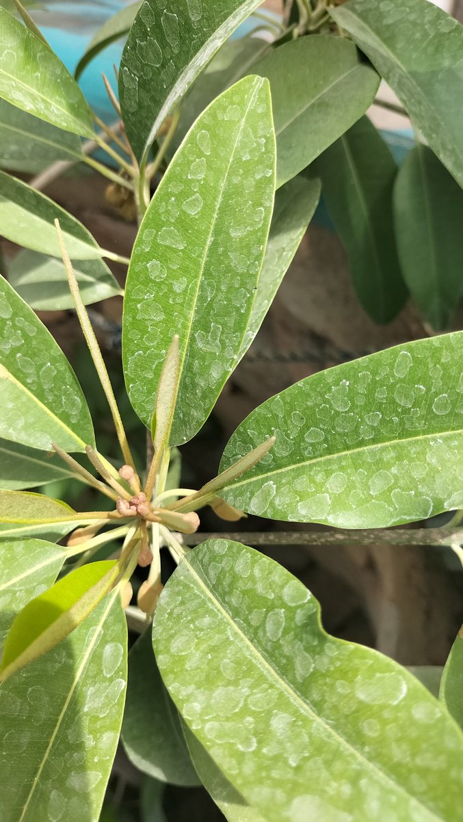 FatehKanher72's tweet image. سال اڳ گهر ۾ پوکيل چڪو جو ٻوٽو جنهن ڦر ڪرڻ شروع ڪيو آھي۔ ڏکڻ سنڌ ۽ اوٿل بلوچستان ۾ تمام بهترين چڪو پيدا ٿين ٿا جنهن جو عالمي سطح جو آ۔
#Sindh #fruits #exportquality #Pakistan