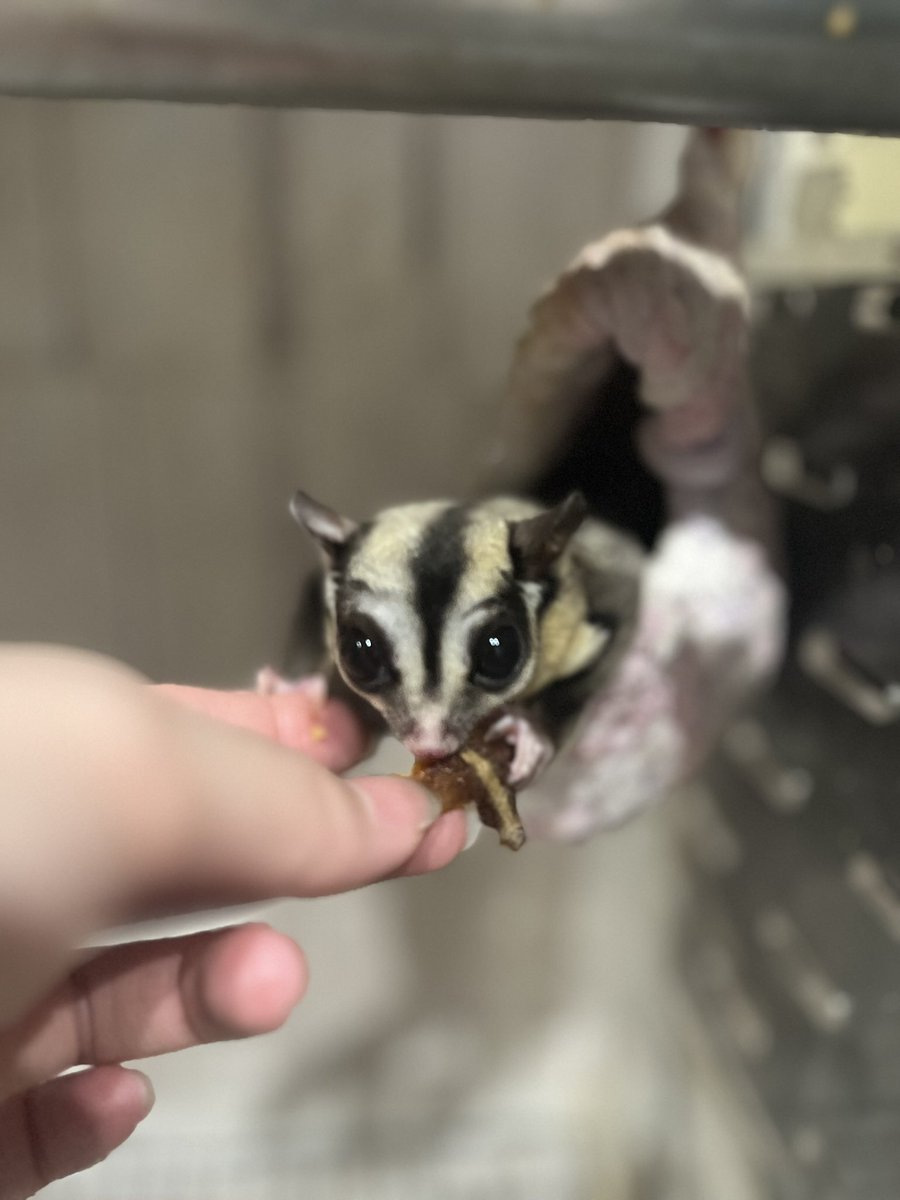 蘭乃りょうこ tweet media