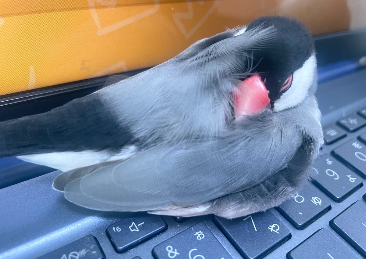 ことり o&soup tweet media