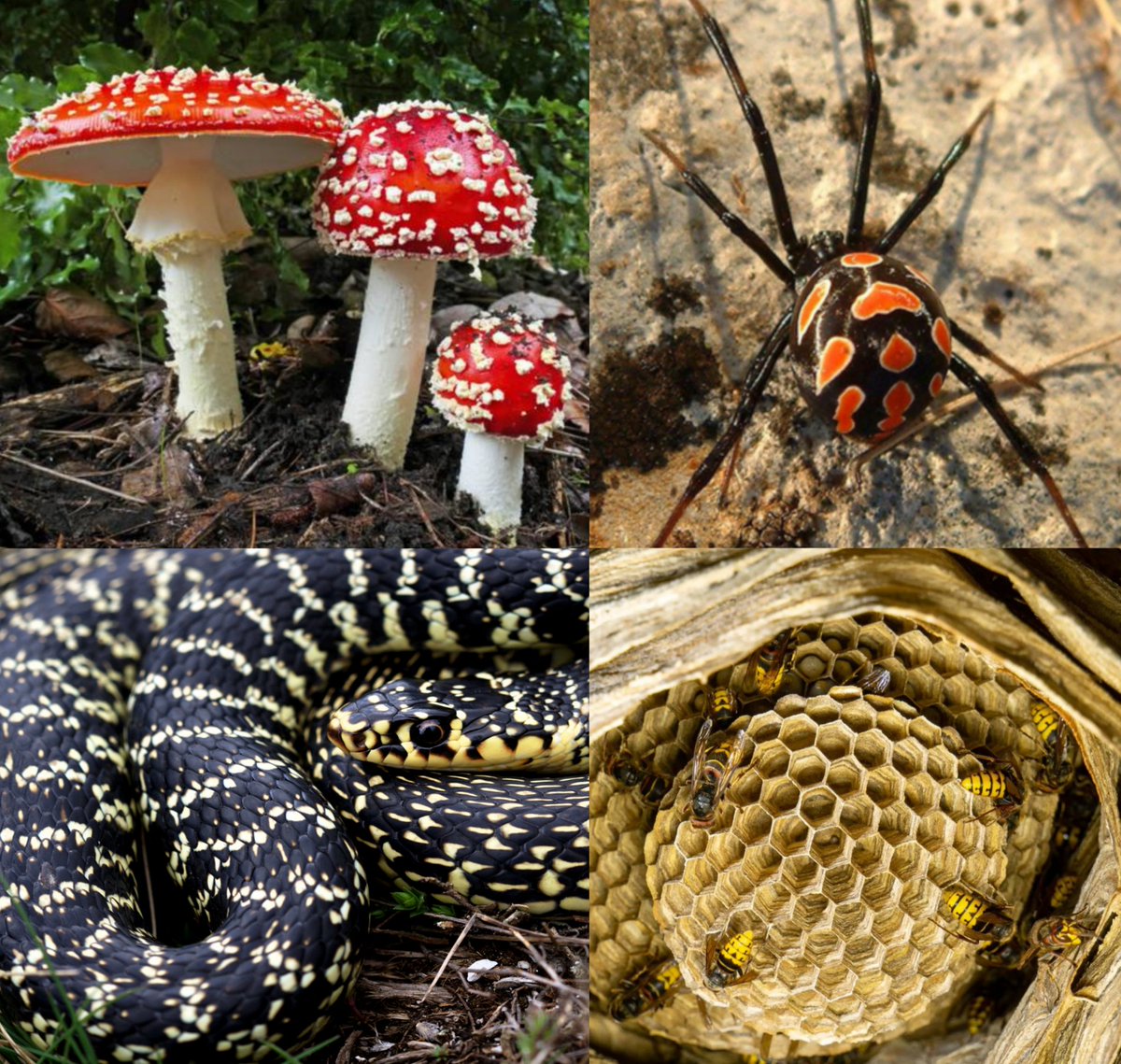 𝗞𝗢𝗭𝗨𝗞𝗜-𝗘𝗦𝗧𝗘𝗦𝗔𝗡 🌊💥 tweet media