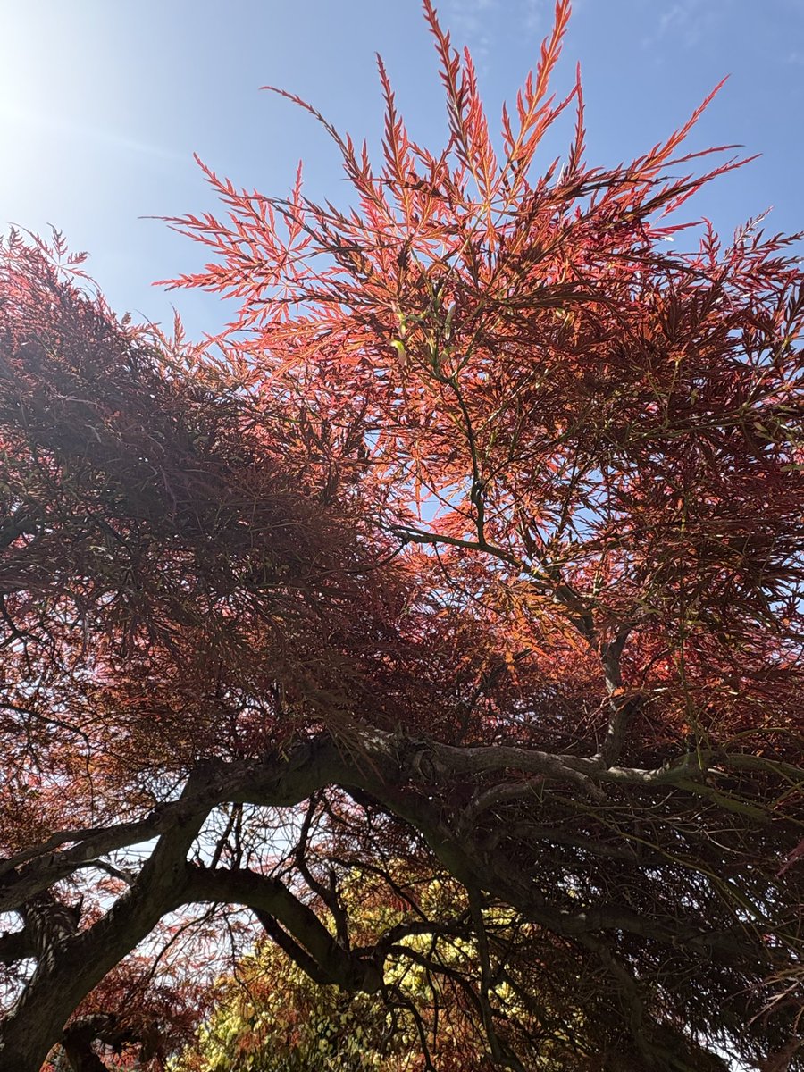 poporon313's tweet photo. ウチの今のお花たち🌸
4枚目は枝垂もみじ🍁
下に入ると陰になって
涼しい😊 https://t.co/M22CPRXWvo