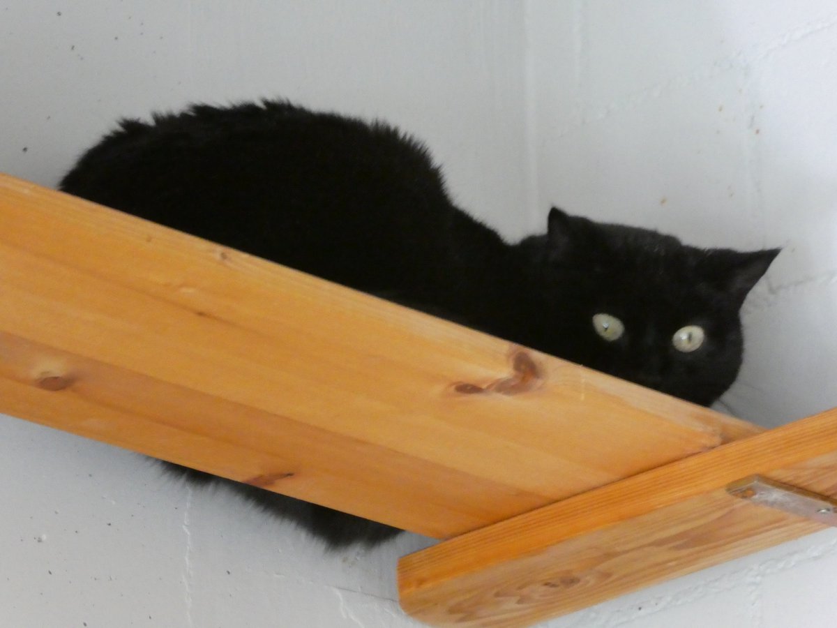 Es wäre doch wunderbar, wenn die 15-jährige Rösti in ihrem Alter noch ein neues Daheim bekäme. Sie wartet hier: zuerchertierschutz.ch/de/tierheim/zu… #Katzen